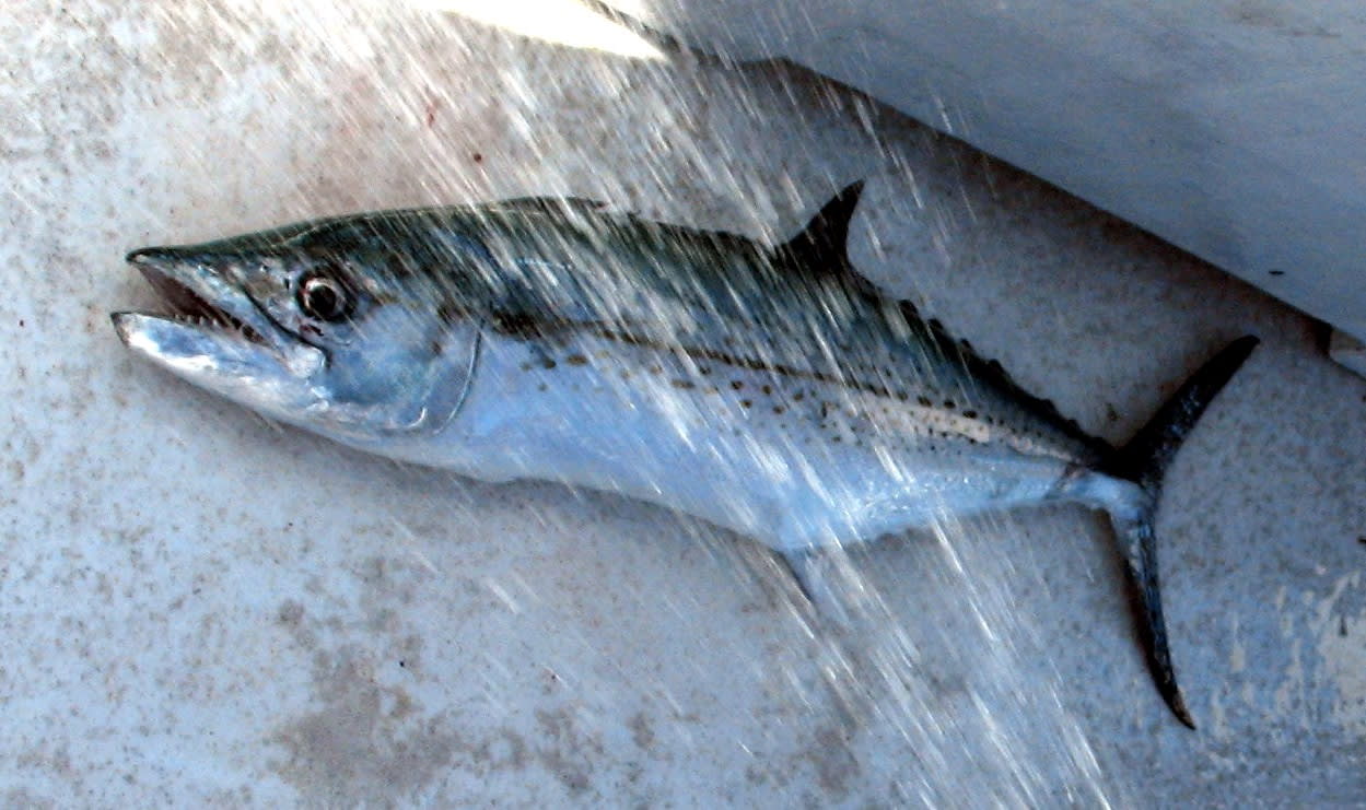Cero mackerel