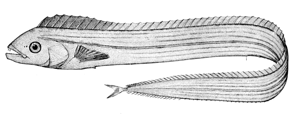 Channel scabbardfish