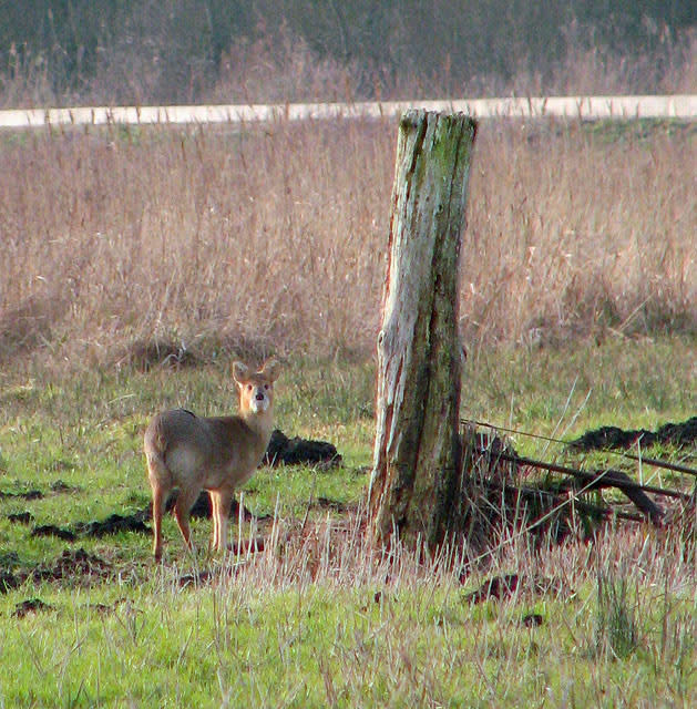Chinese water deer