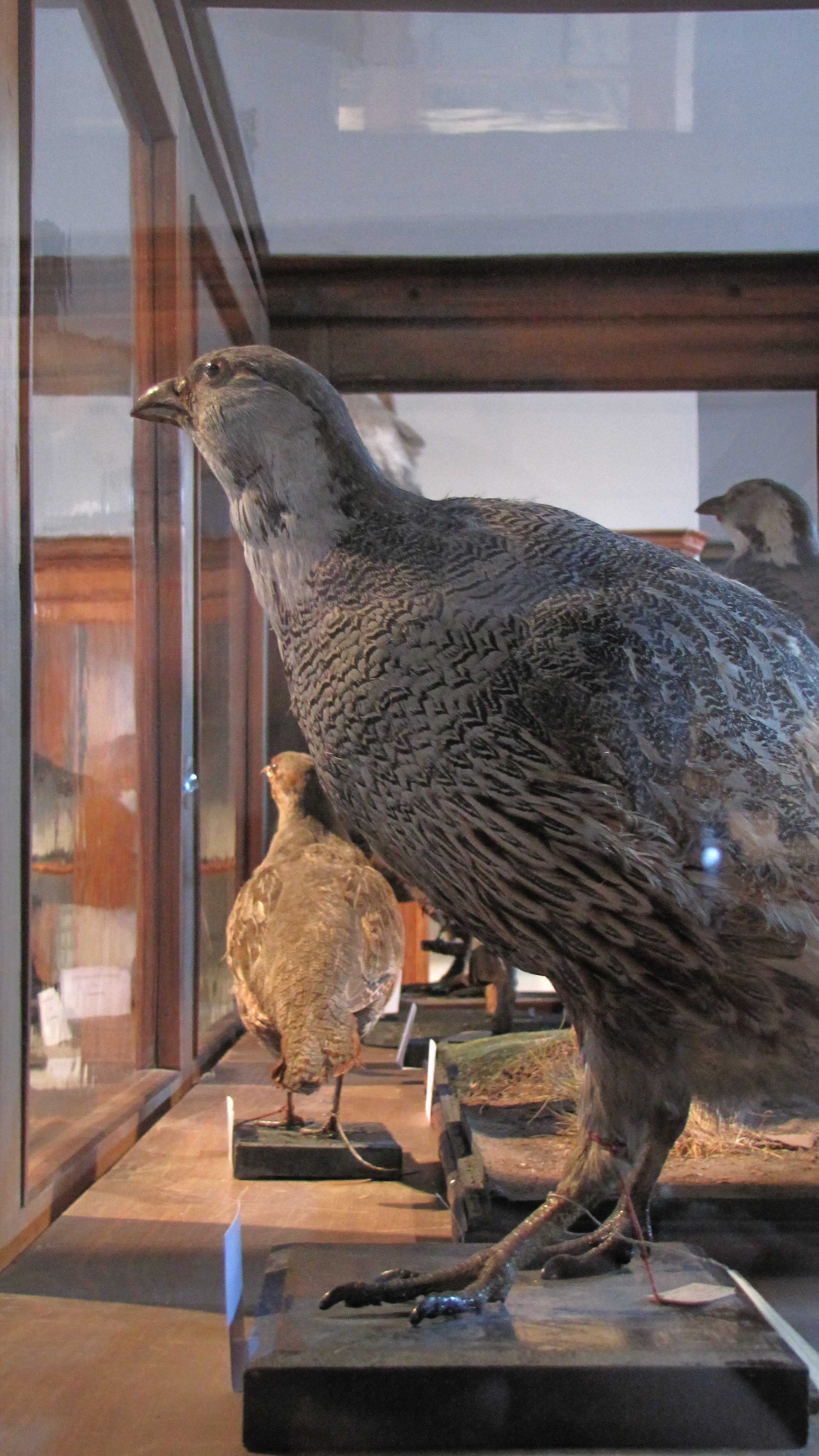 Caucasian snowcock