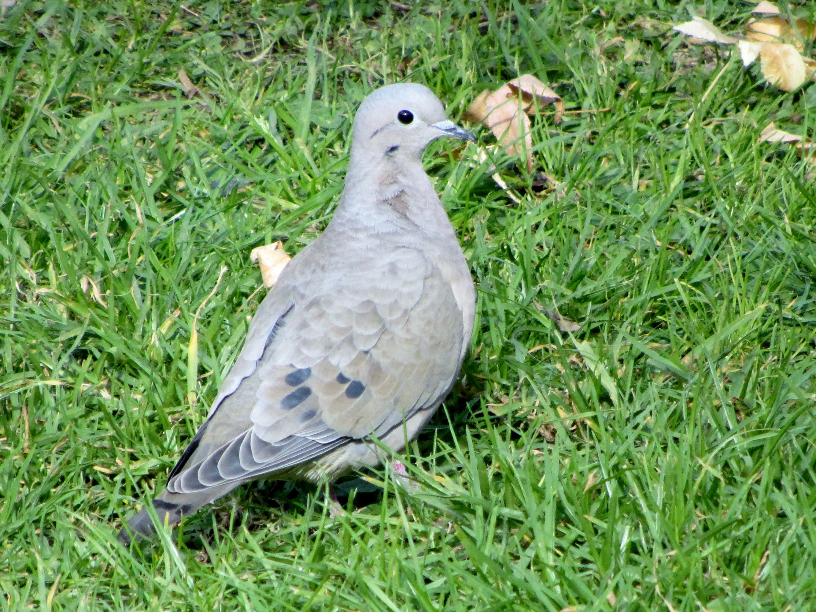 Chilean pigeon