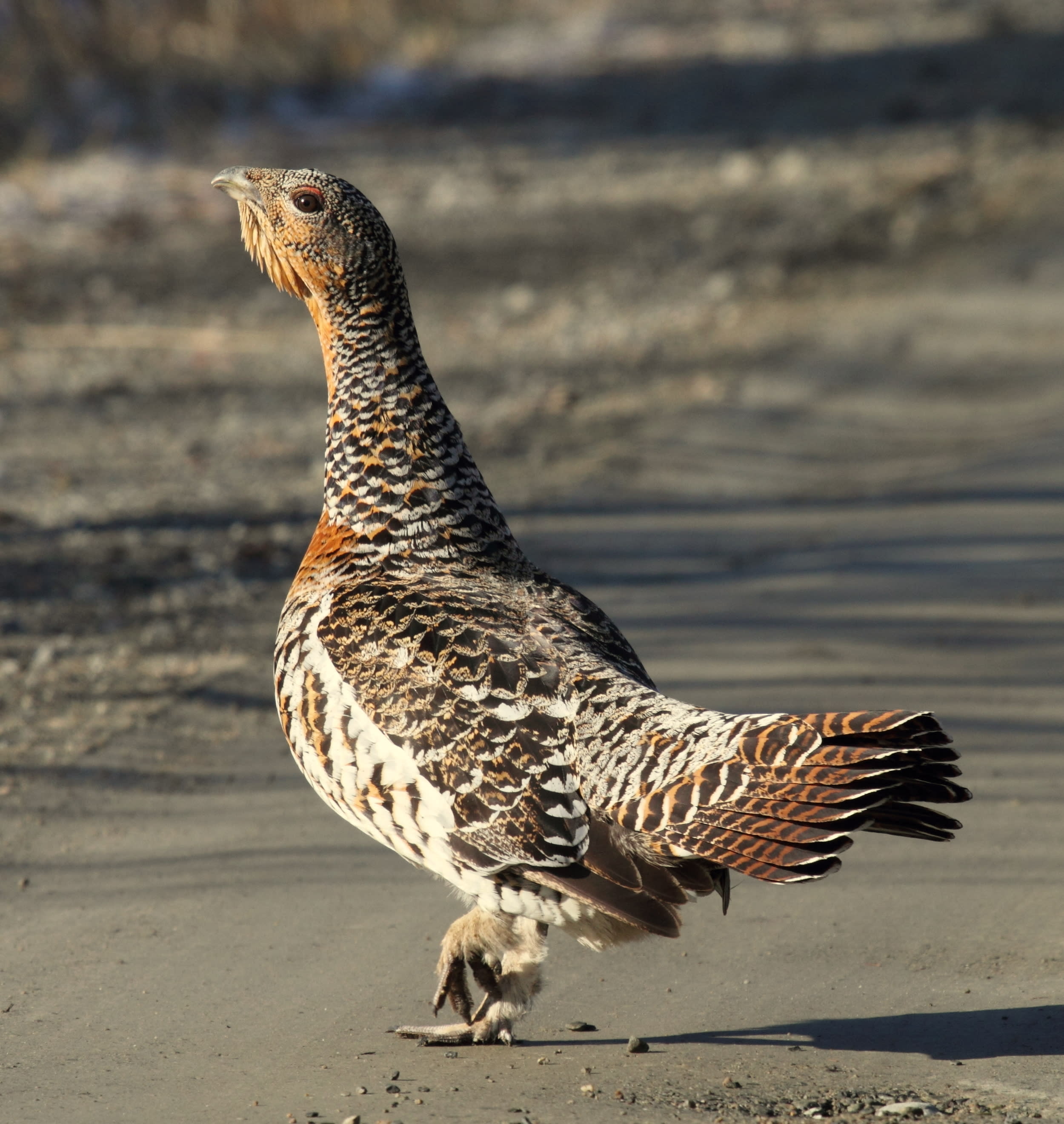 Capercaillie