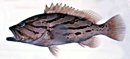 Comet grouper