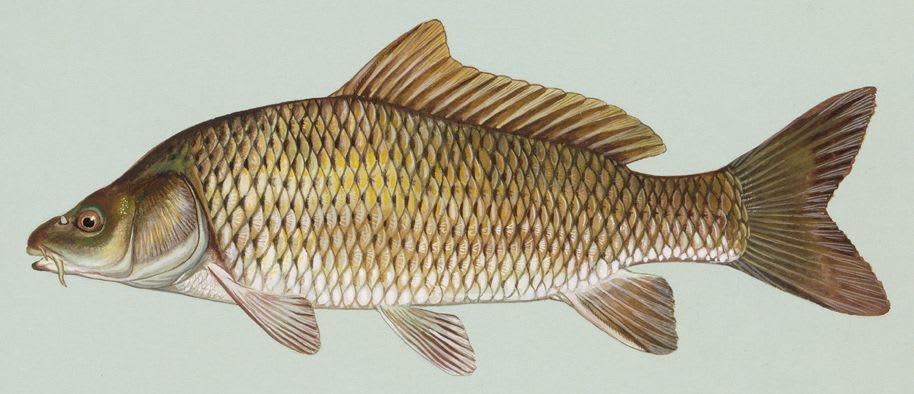 Common carp