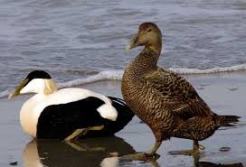 Common eider