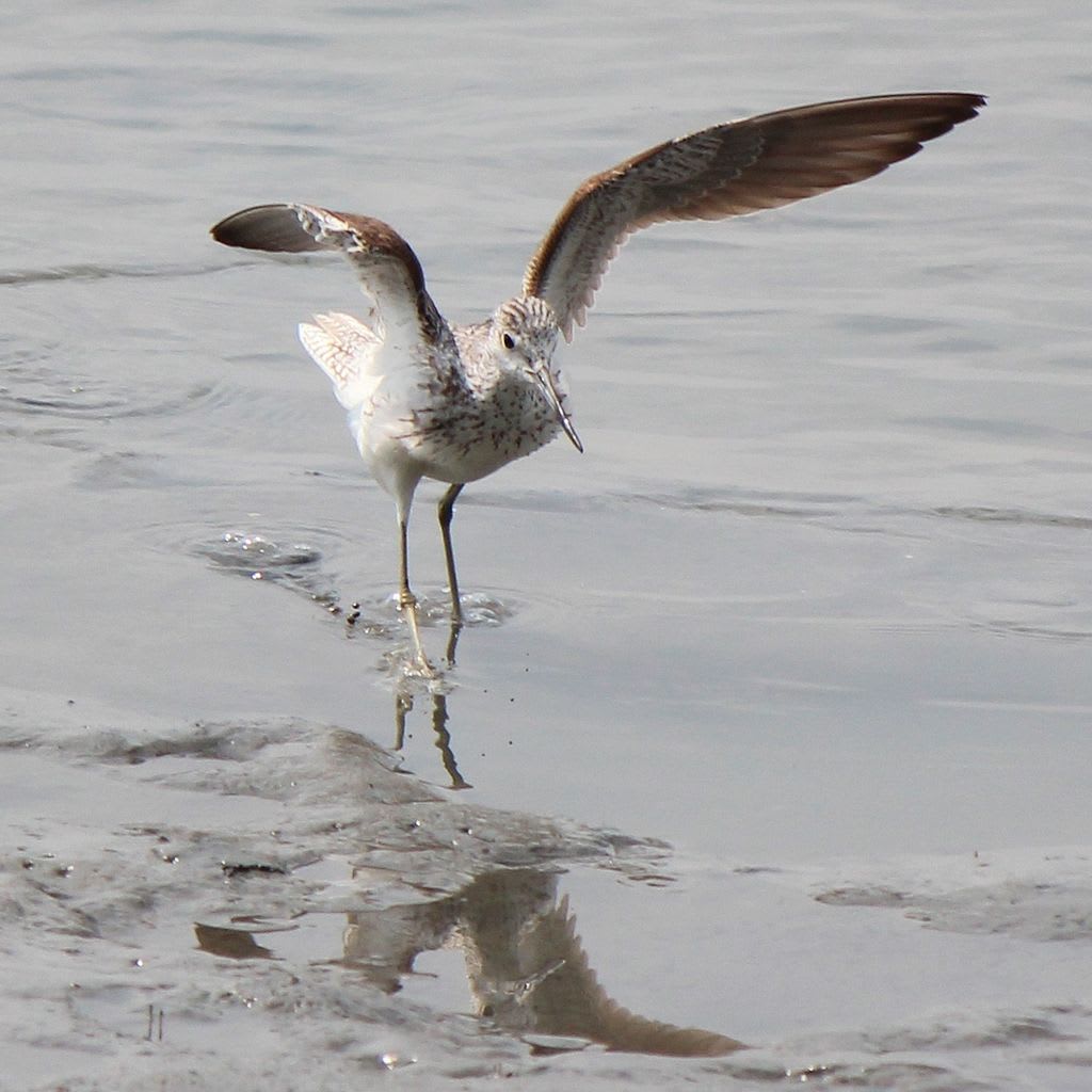 Common greenshank