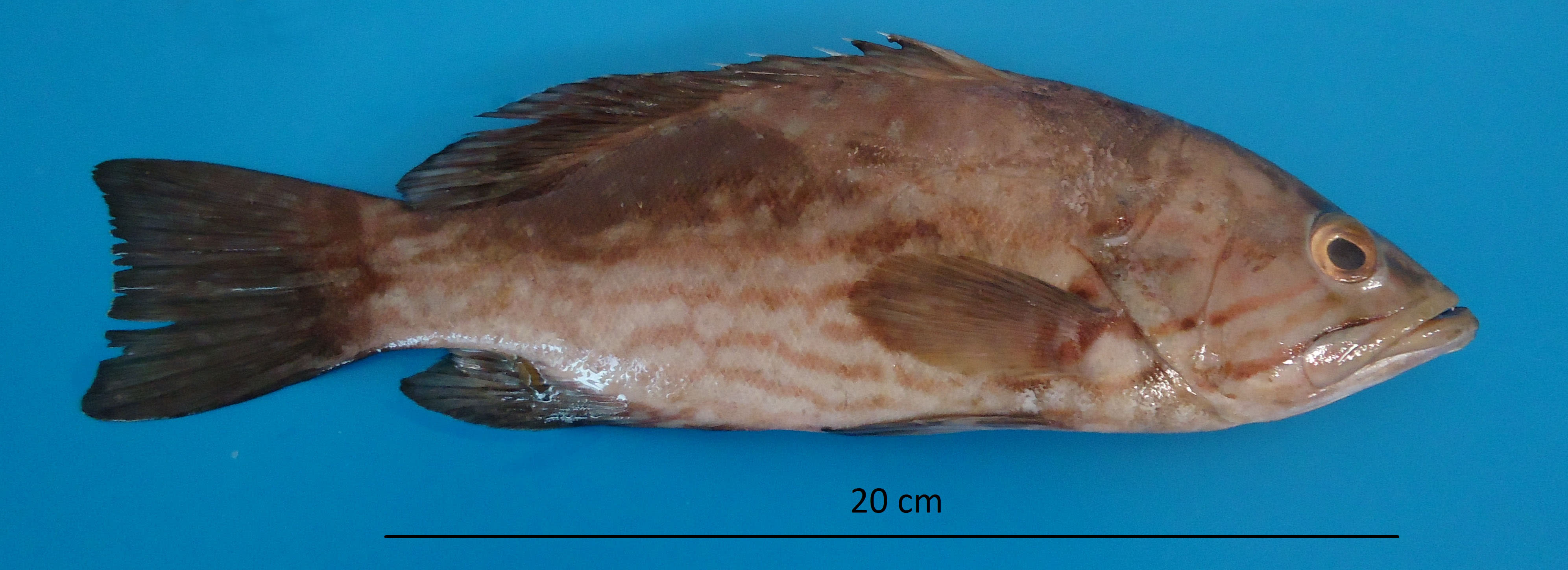 Comb grouper