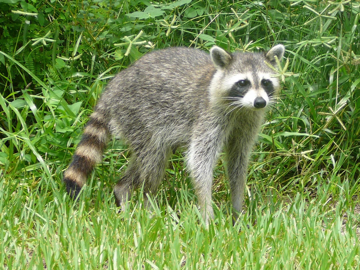 Common raccoon