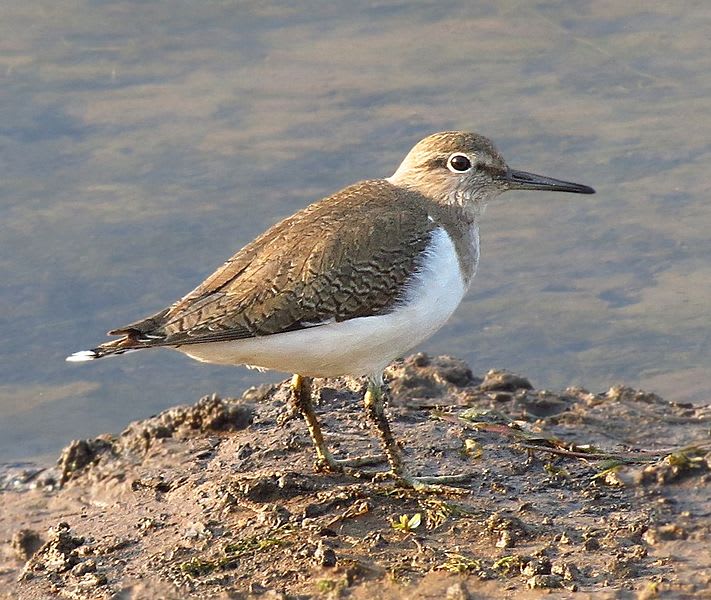 Common sandpiper