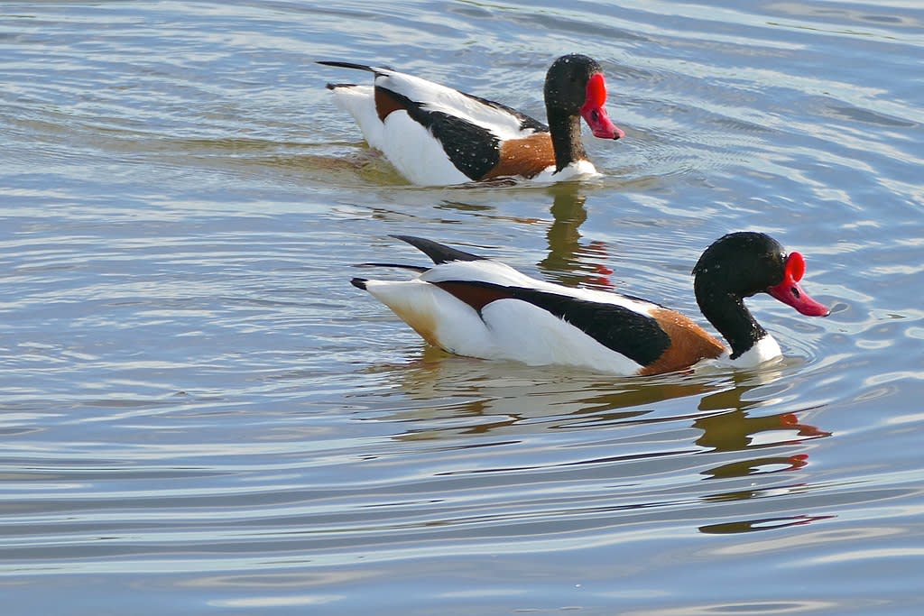 Common shelduck