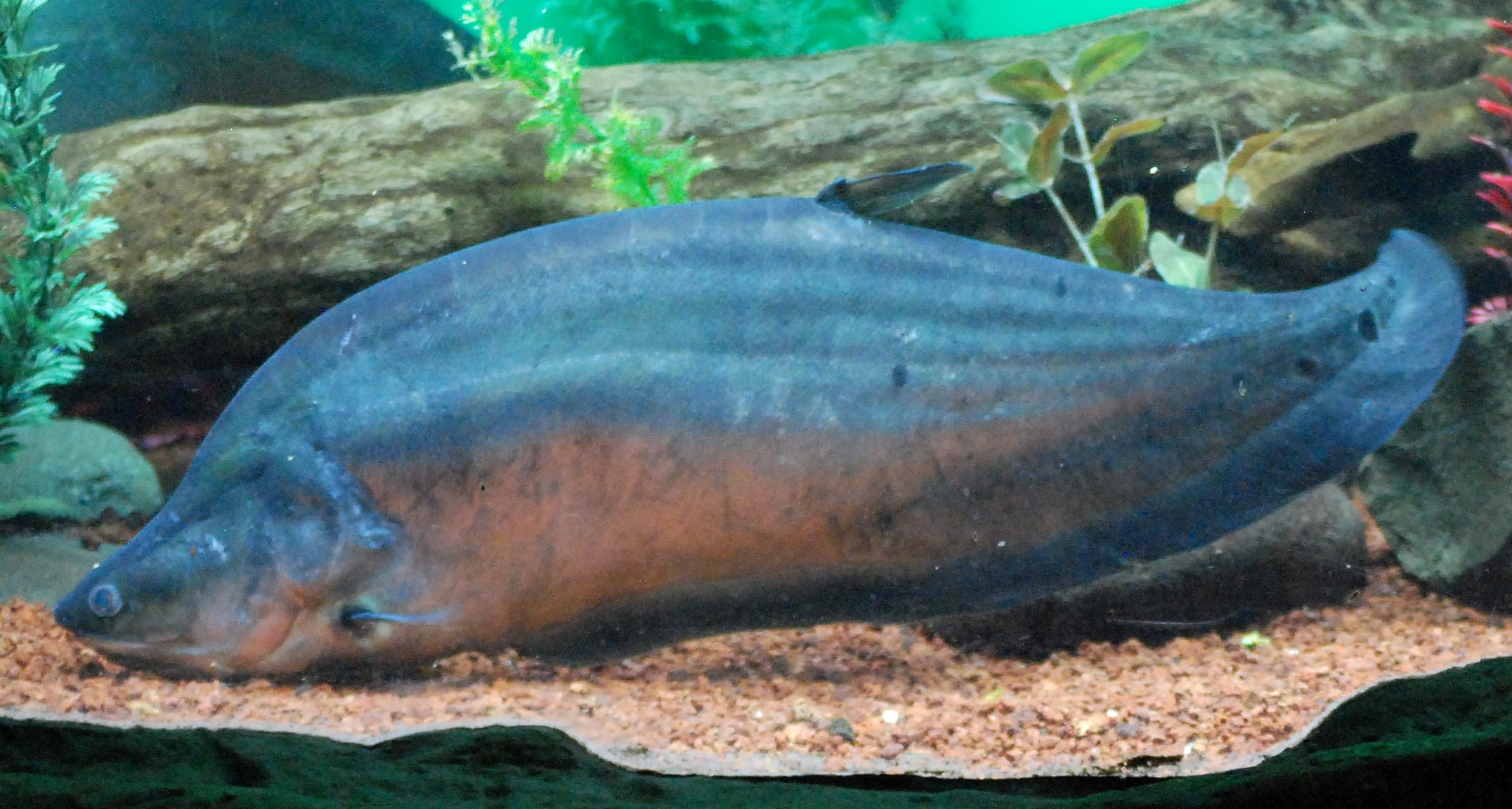 Clown knifefish