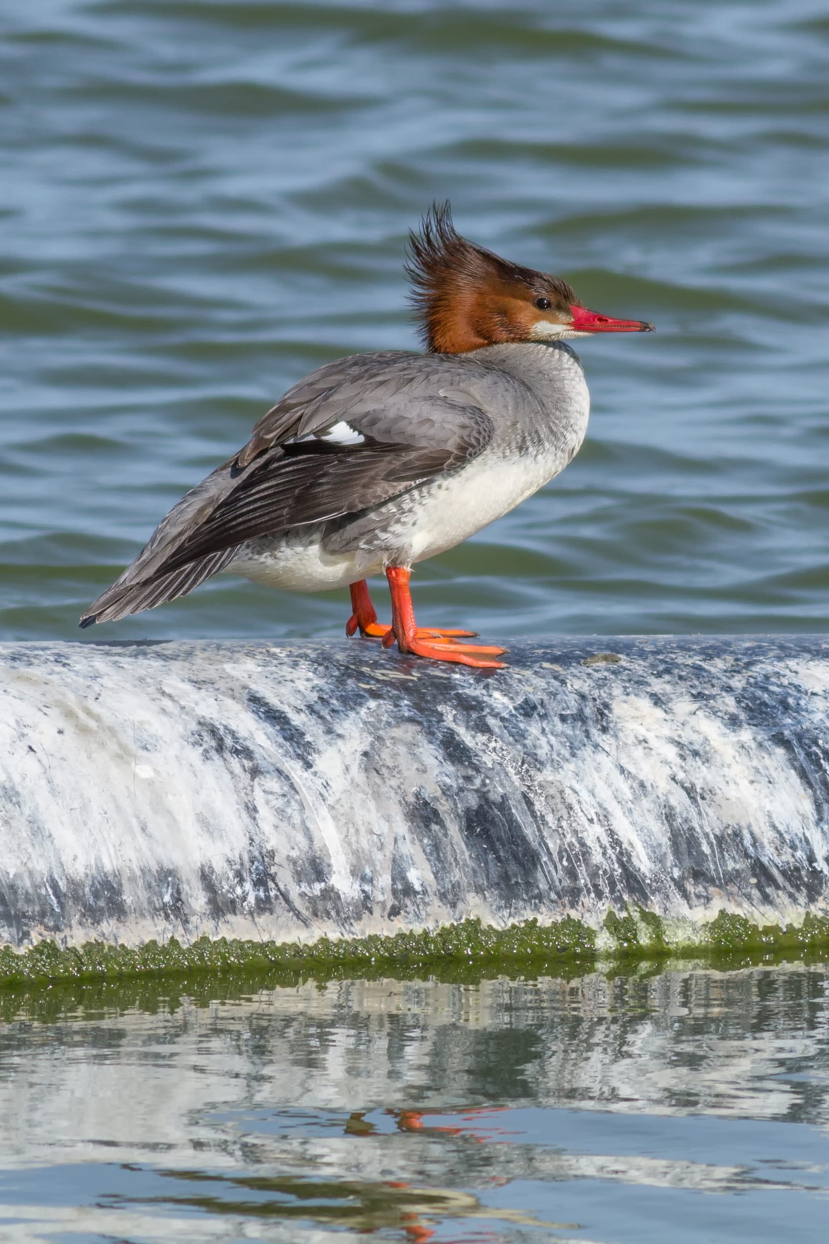 Common merganser