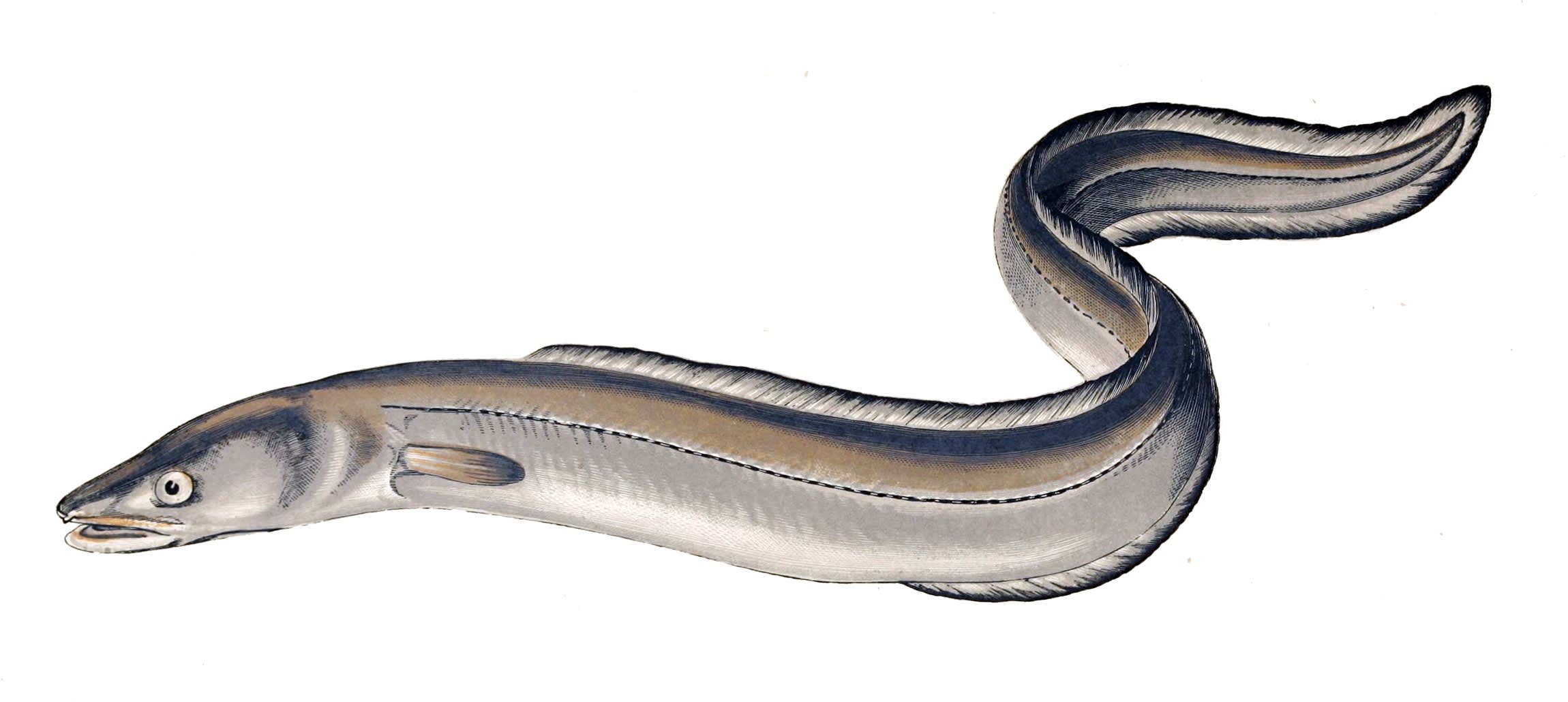 Conger