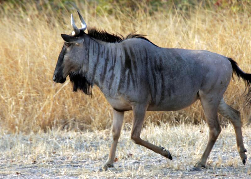 Cookson's wildebeest