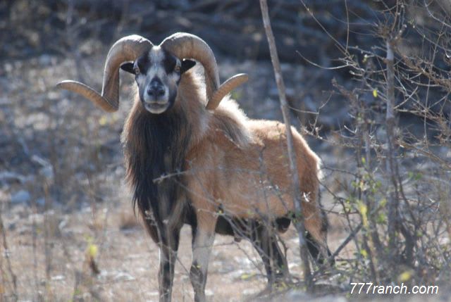 Corsican sheep