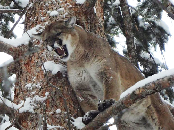 Cougar