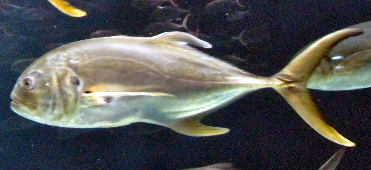 Crevalle jack