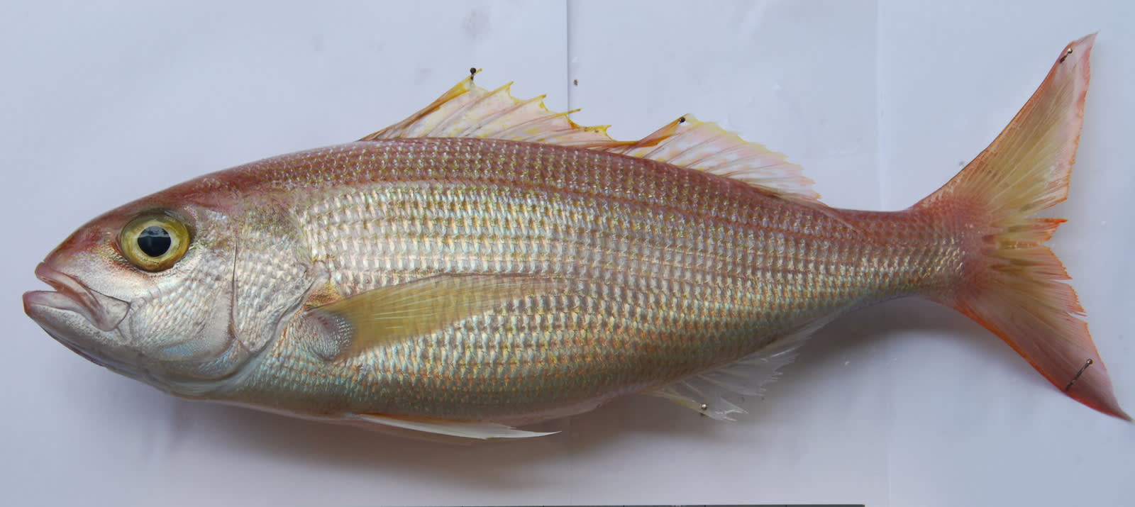 Crimson jobfish
