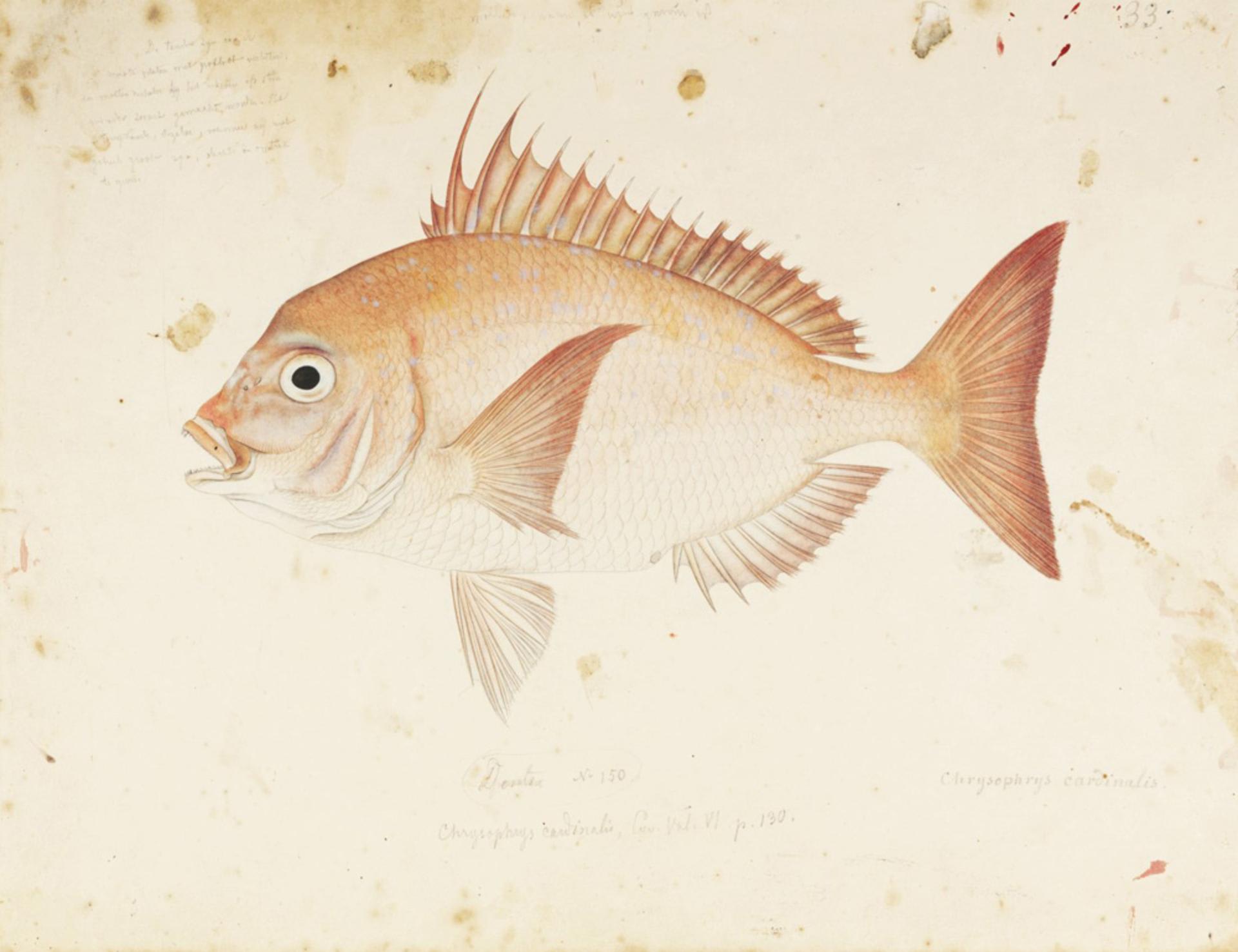 Crimson seabream