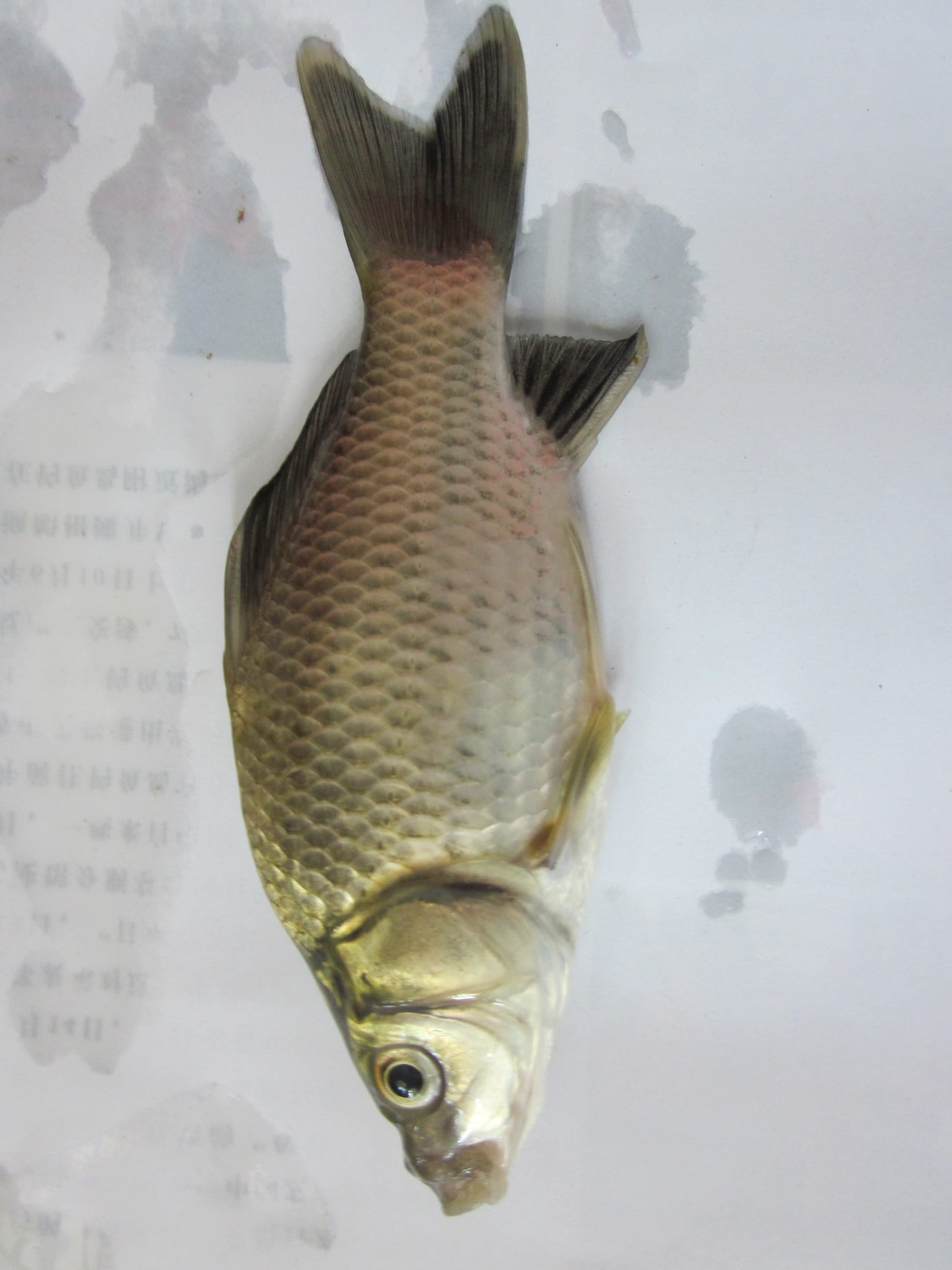 Crucian carp