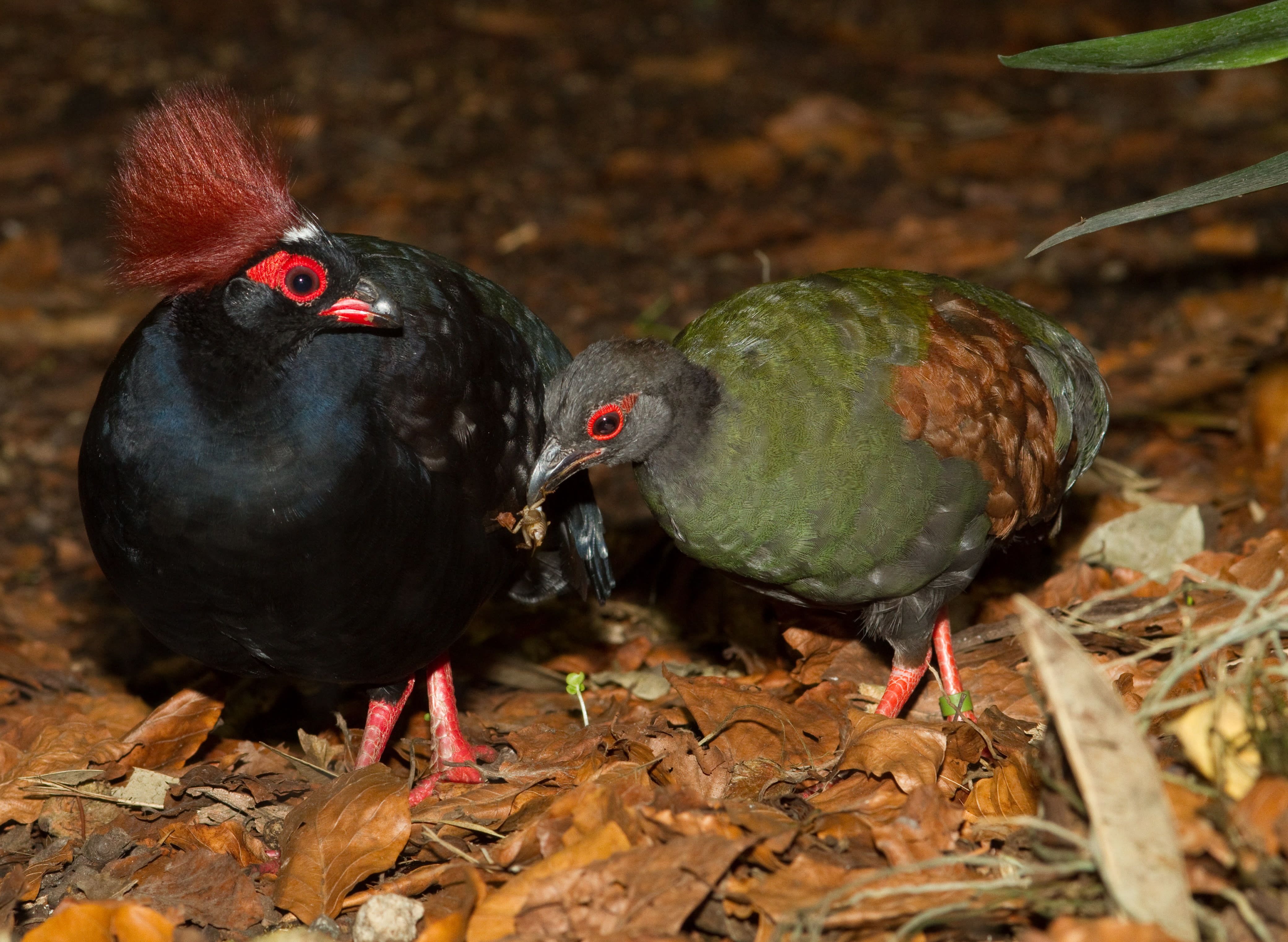Crested partridge