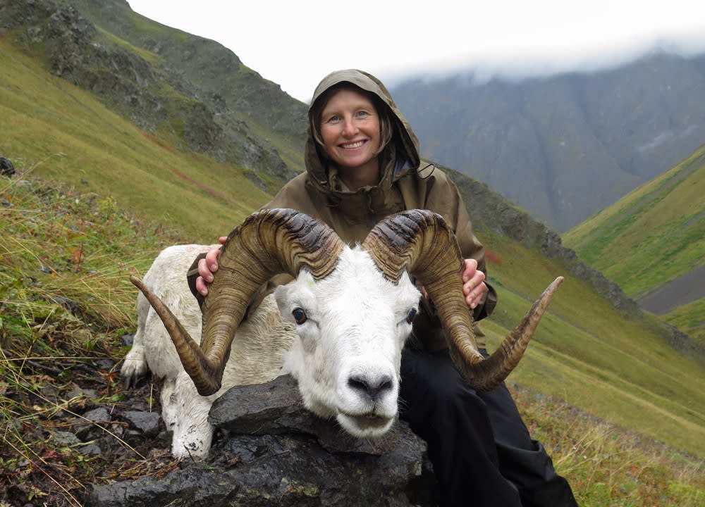 Dall sheep