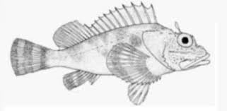 Darkblotch scorpionfish