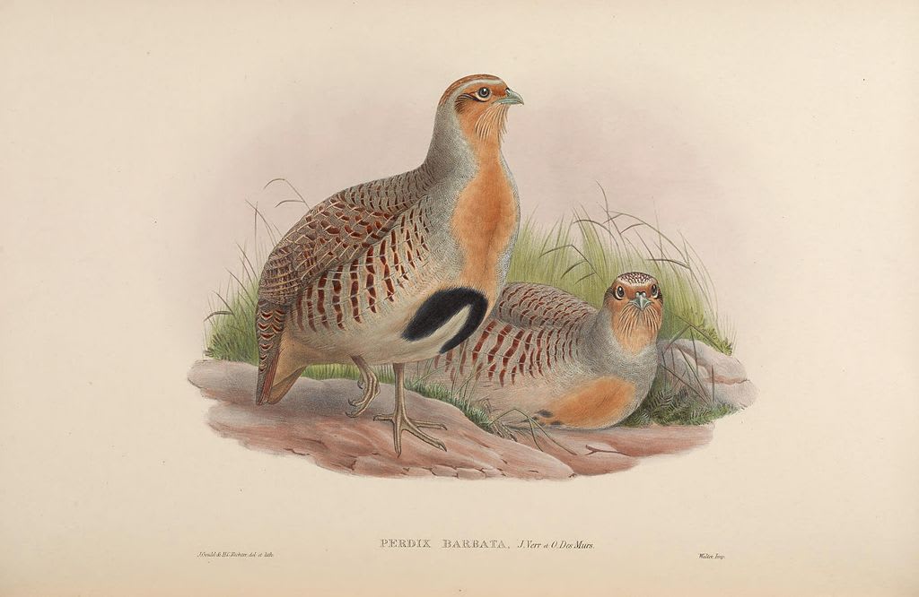 Daurian partridge