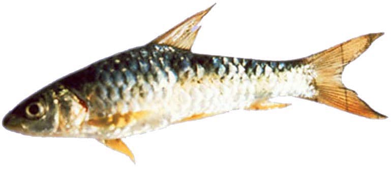 Deccan mahseer