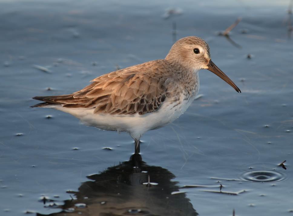 Dunlin