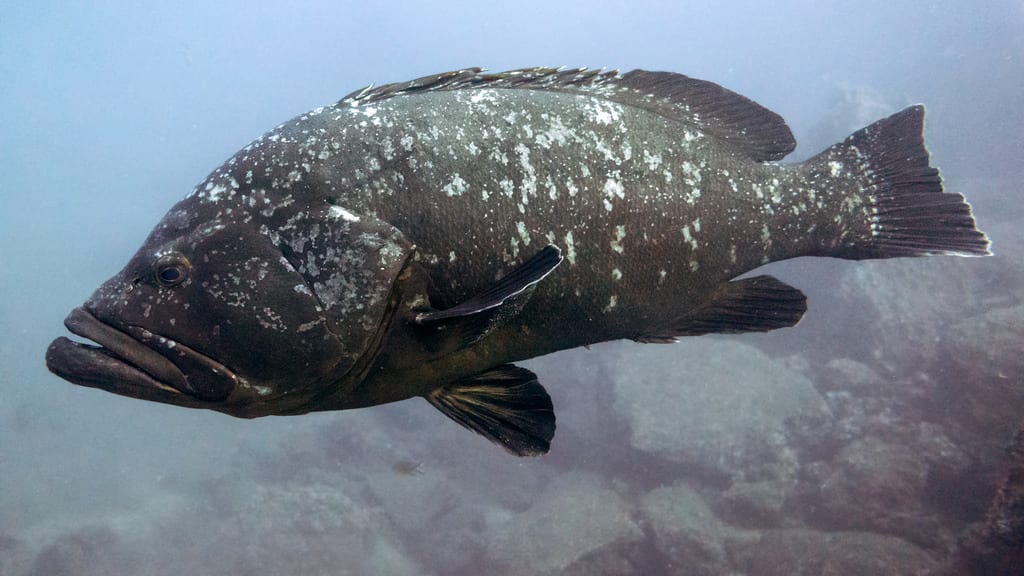 Dusky grouper