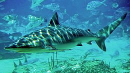 Dusky shark