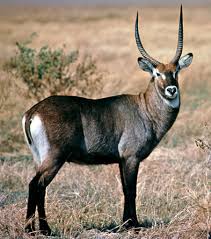 East African defassa waterbuck