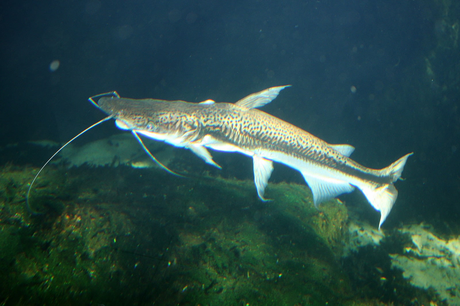 Duckbill catfish
