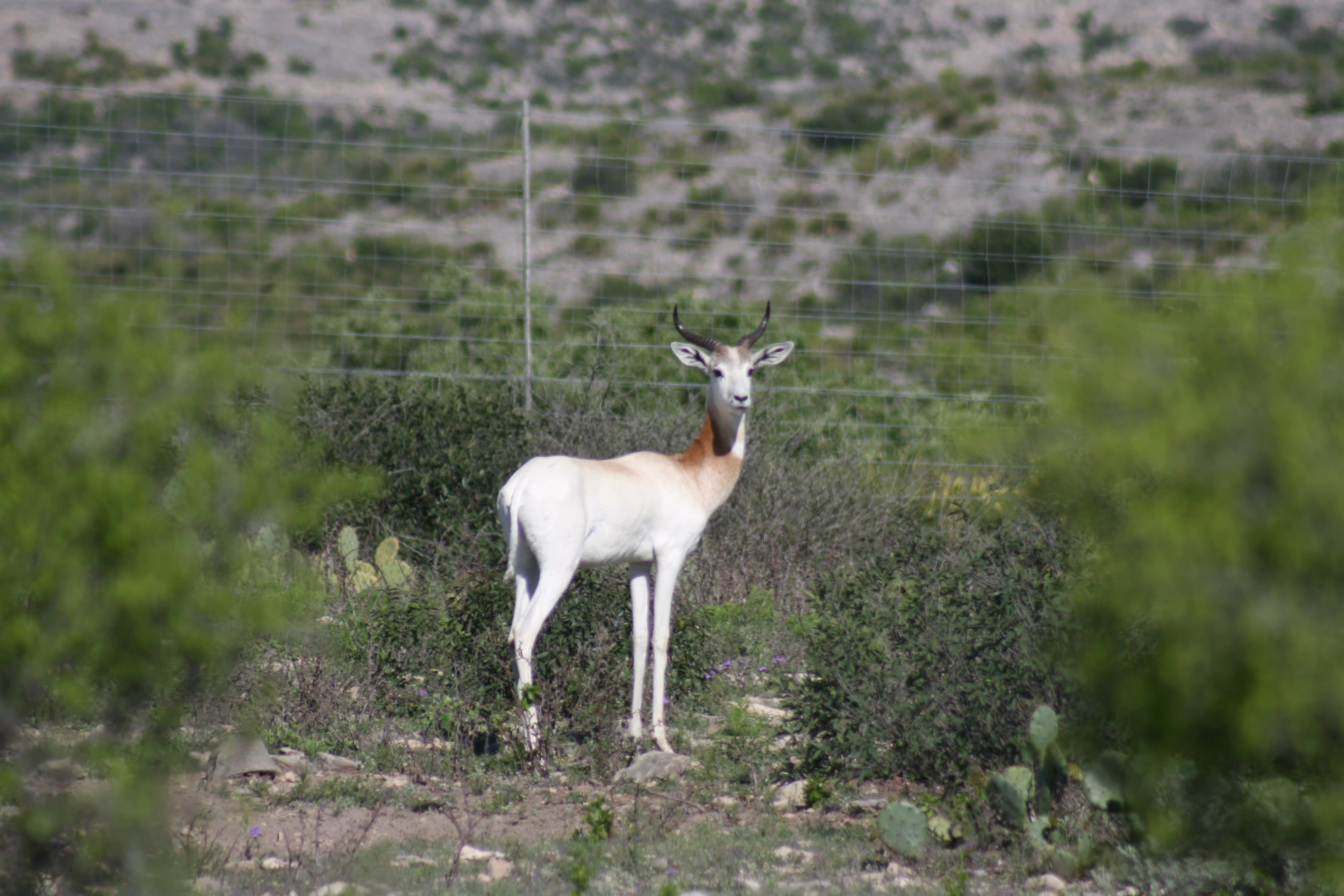 Dama gazelle