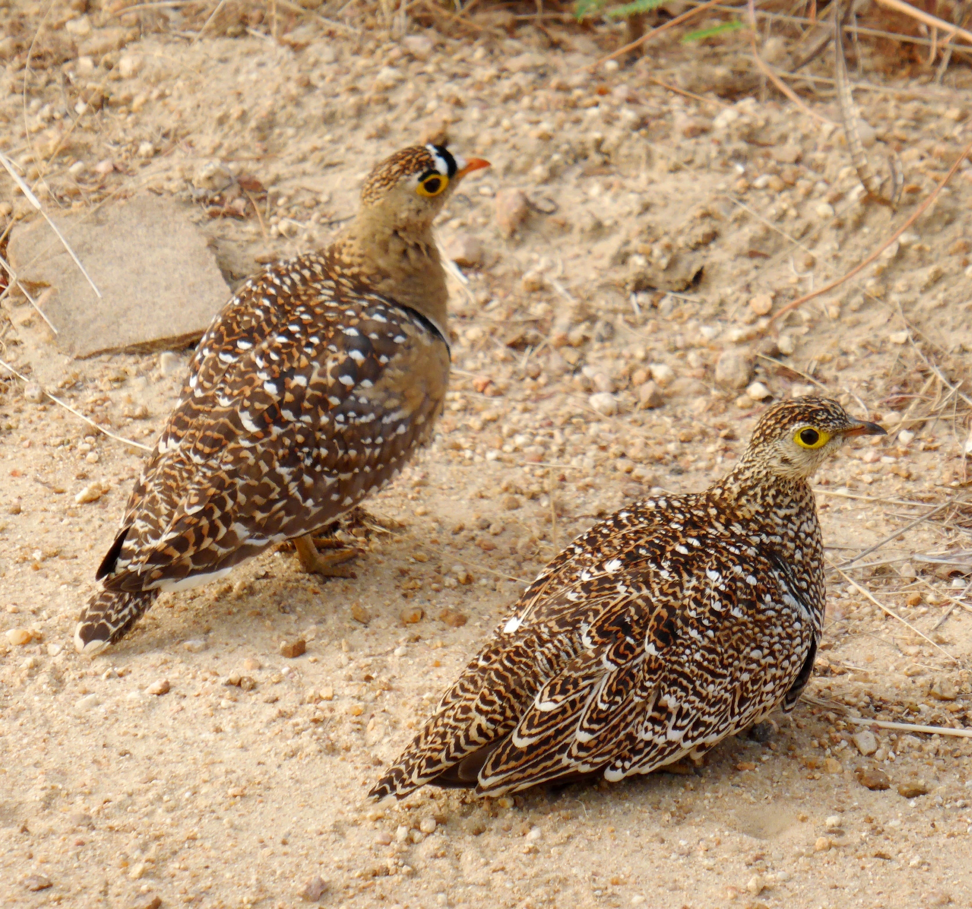 Double banded sandgrouse