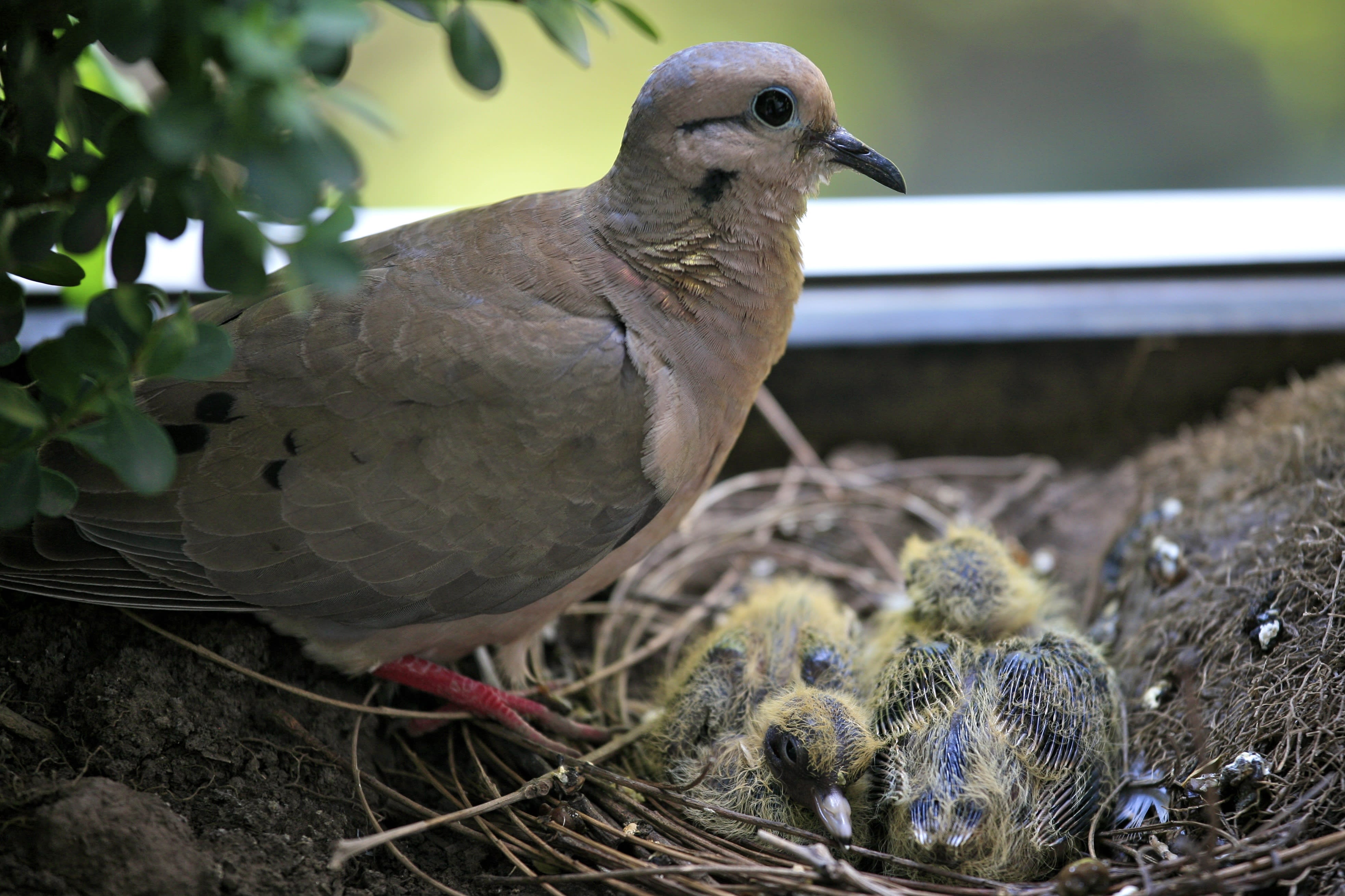 Eared dove