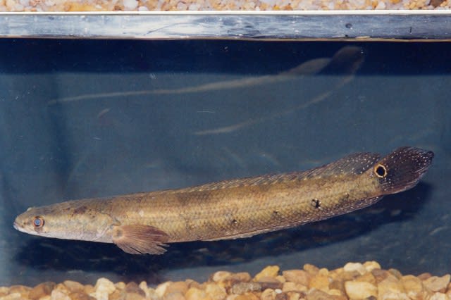 Emperor snakehead