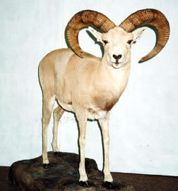 Esfahan mouflon