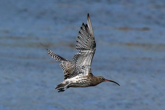 Eurasian curlew
