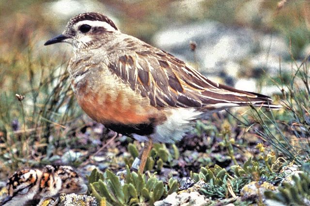 Eurasian dotterel