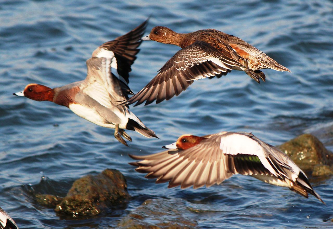 Eurasian wigeon duck