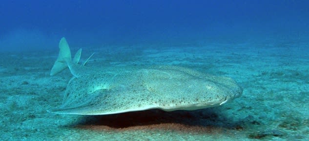 European monkfish