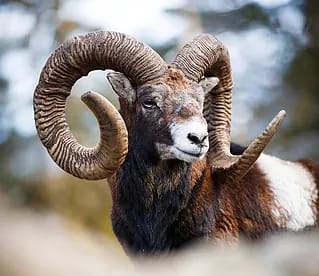 European mouflon