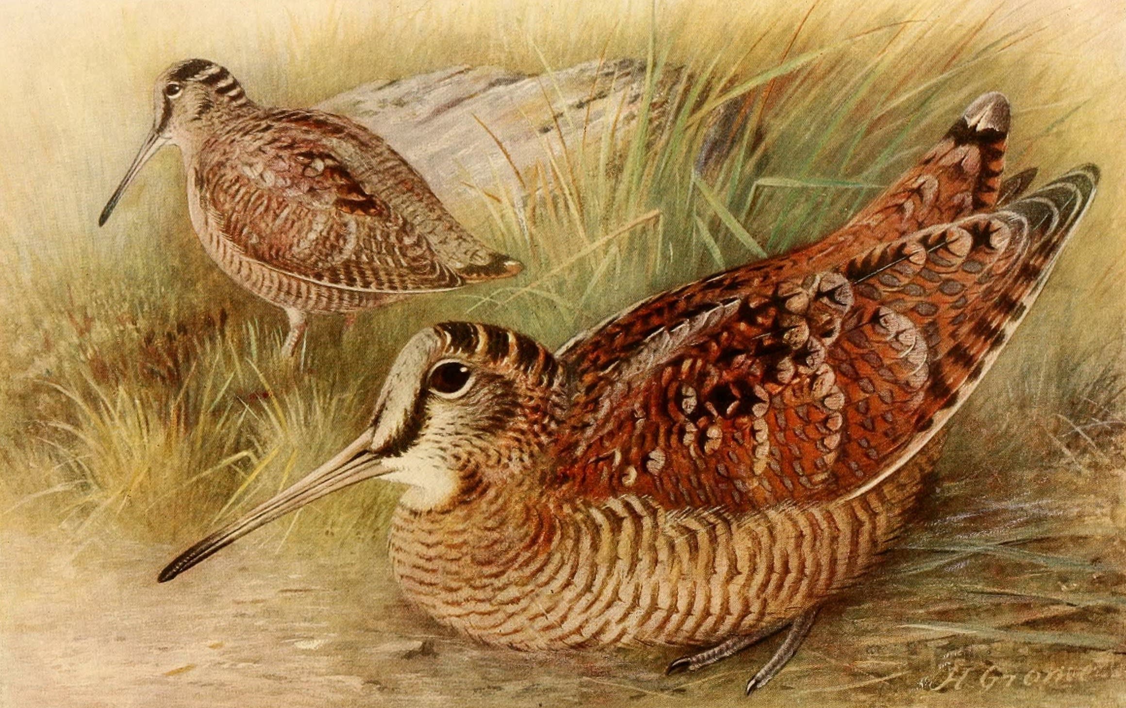 Eurasian woodcock