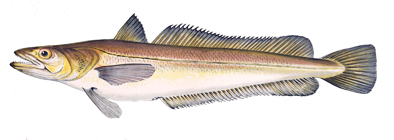 European hake