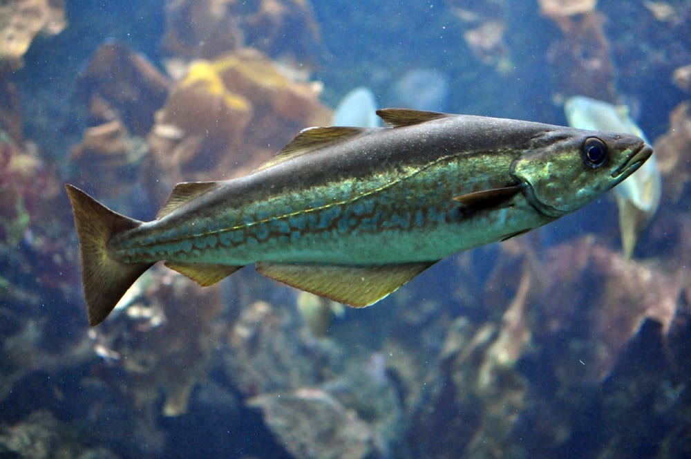 European pollock