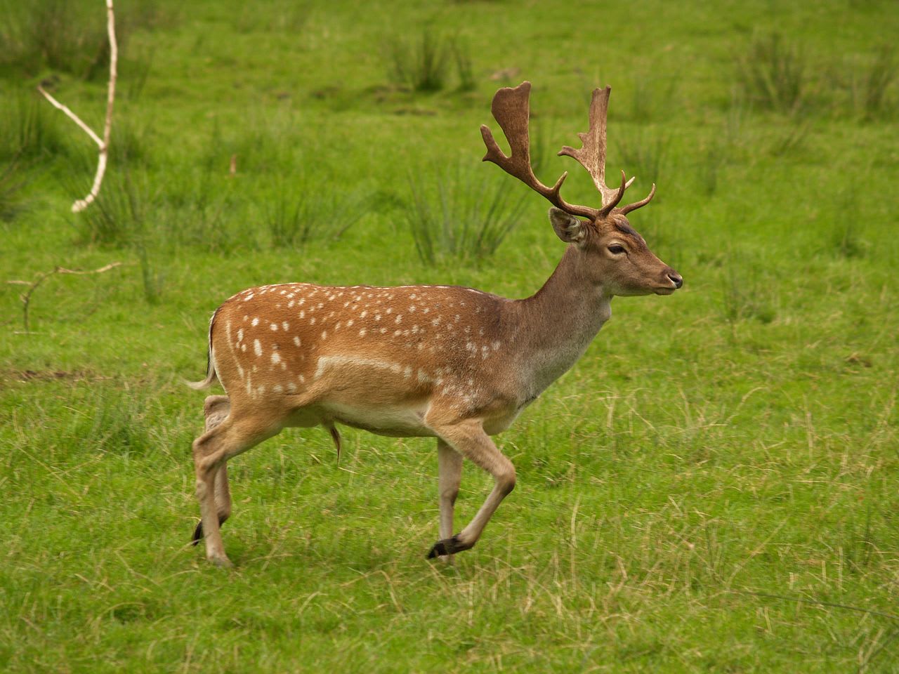 Fallow deer