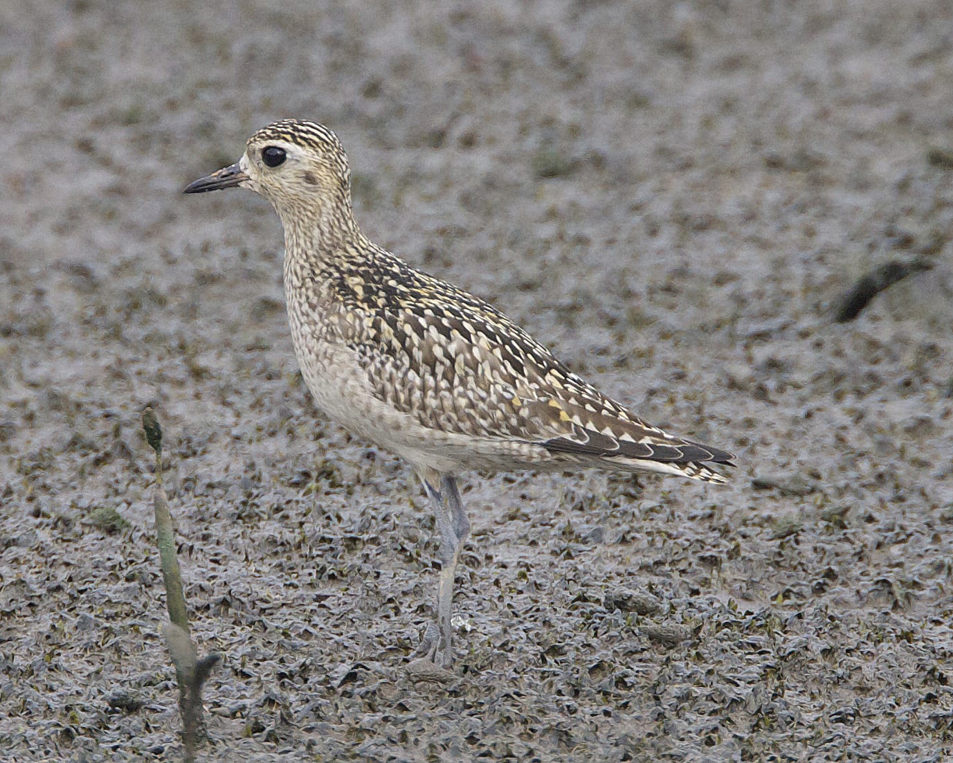 Eastern golden plover