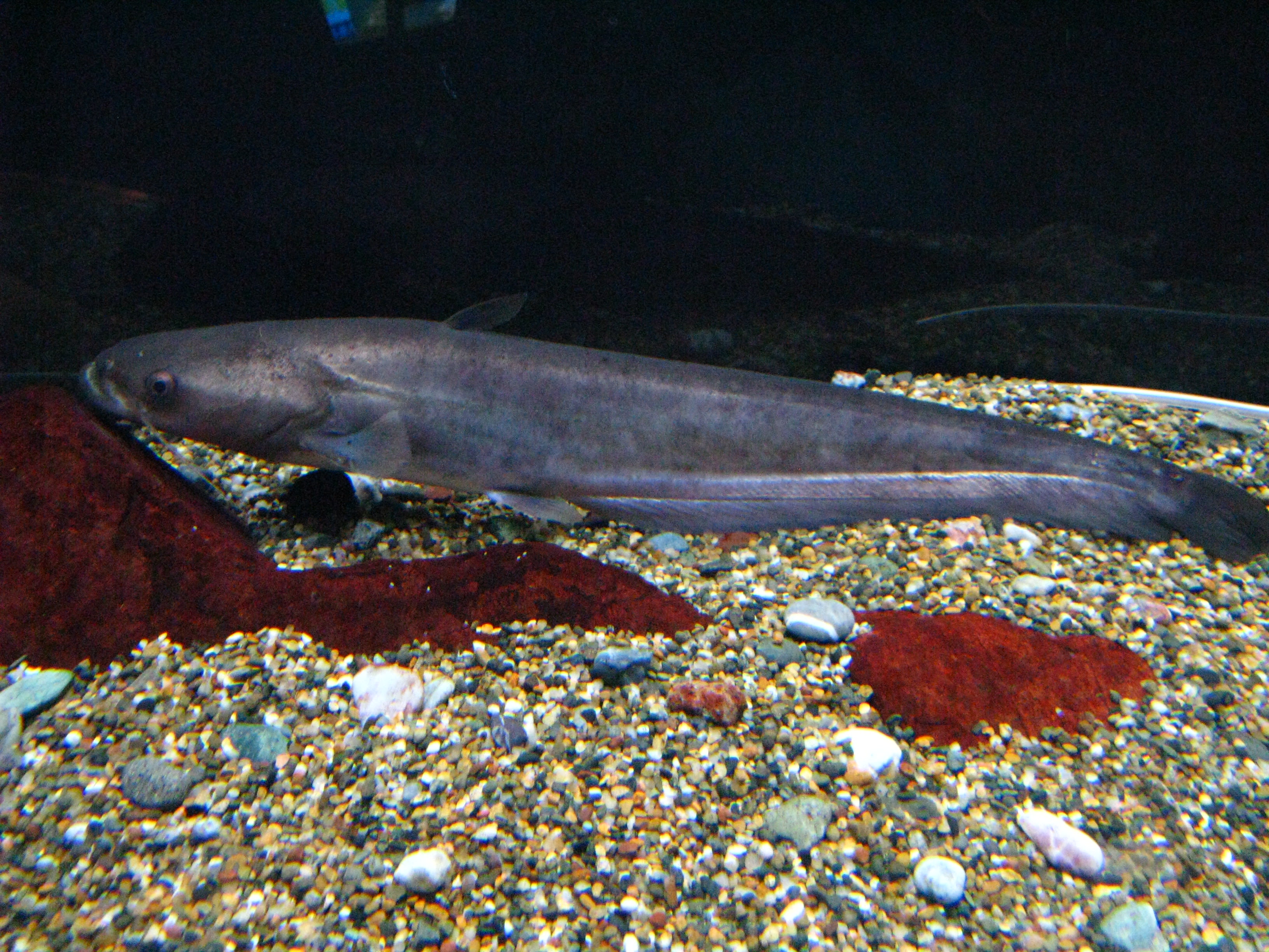 Eurasian catfish